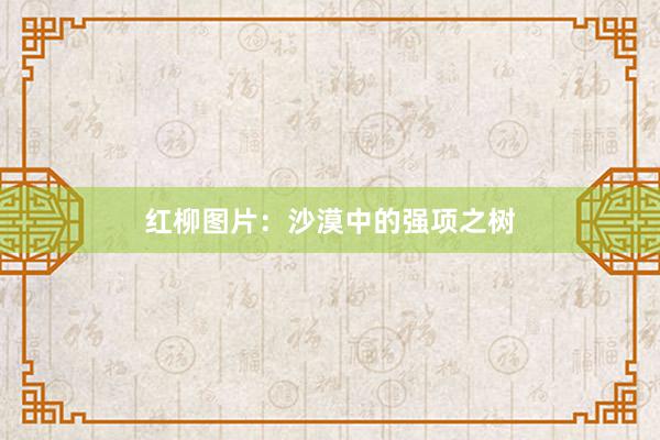 红柳图片：沙漠中的强项之树
