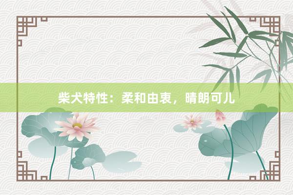 柴犬特性：柔和由衷，晴朗可儿